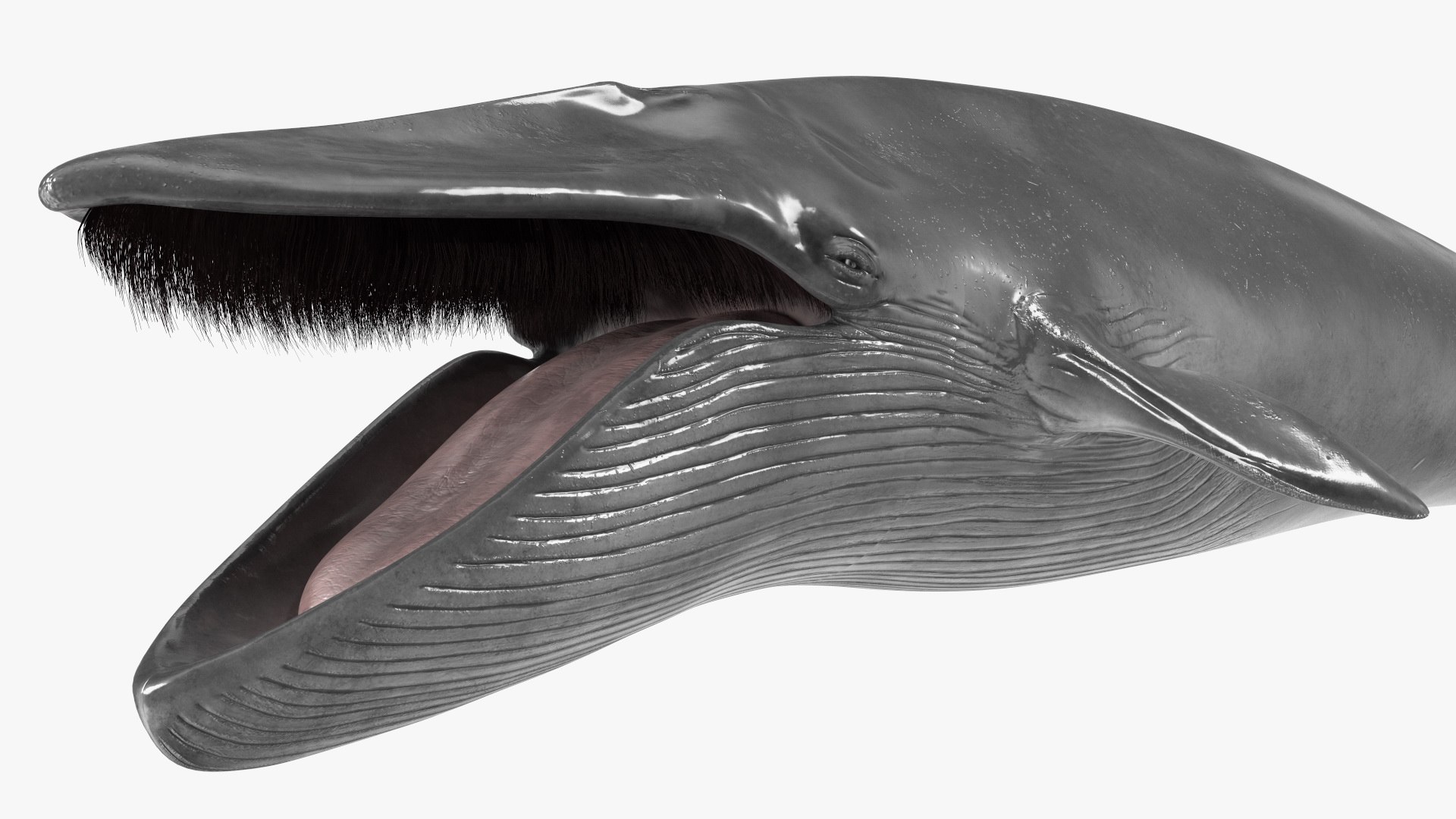 3D Blue Whale Fur model - TurboSquid 2061201