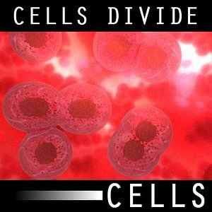 Cells Divide