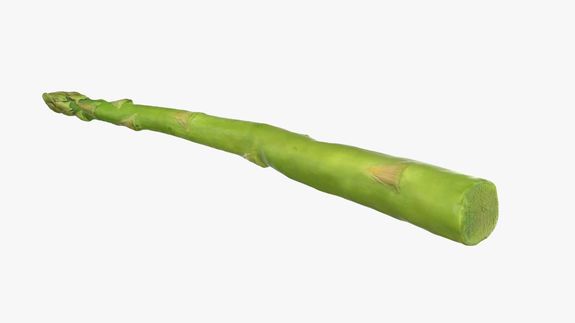 Asparagus 02 model https://p.turbosquid.com/ts-thumb/yJ/djhQ6c/64/asparagus02_0008/png/1759742141/1920x1080/fit_q87/99e3294494f87c0e67fe3bafa8d0f78804fc048b/asparagus02_0008.jpg
