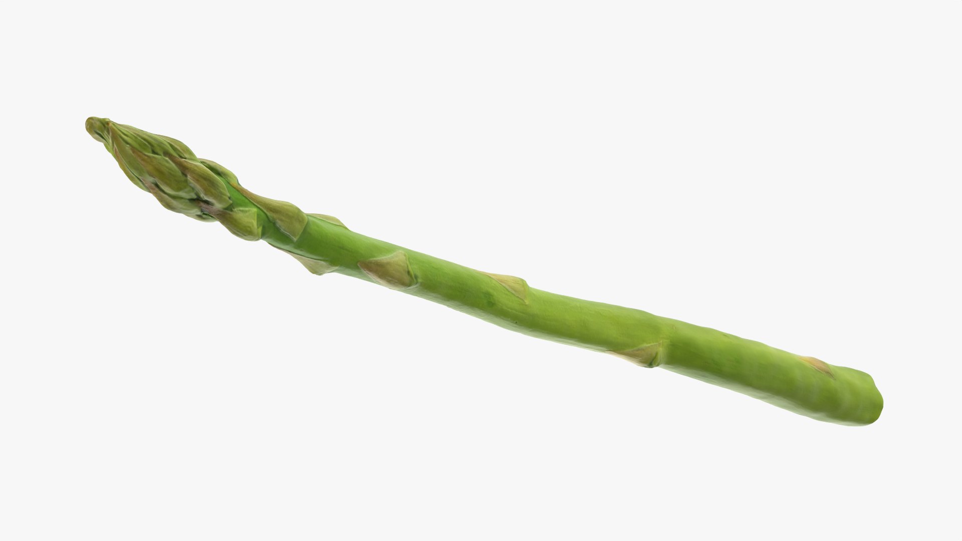 Asparagus 02 model https://p.turbosquid.com/ts-thumb/yJ/djhQ6c/Dr/asparagus02_0009/png/1759742142/1920x1080/fit_q87/dce40b076204ca7b0abd2dc98978c835a17529bc/asparagus02_0009.jpg