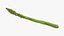 Asparagi 02