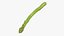 Asparagi 02