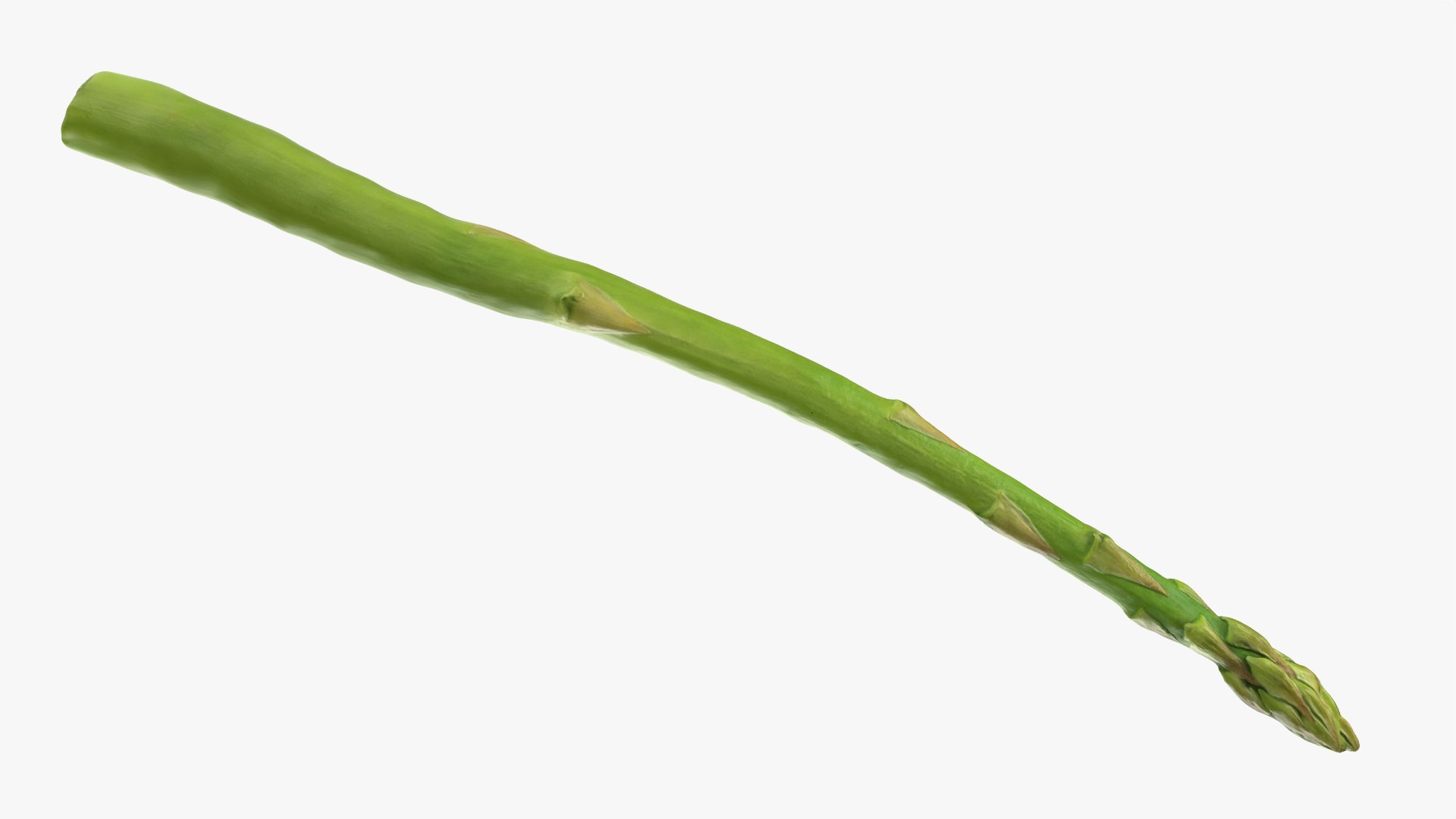 Asparagus 02 model https://p.turbosquid.com/ts-thumb/yJ/djhQ6c/cN/asparagus02_0004/png/1759742137/1920x1080/fit_q87/1d877c11516fb2f7b27cdeb33a03e1f75c52a3a9/asparagus02_0004.jpg