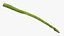 Asparagi 02