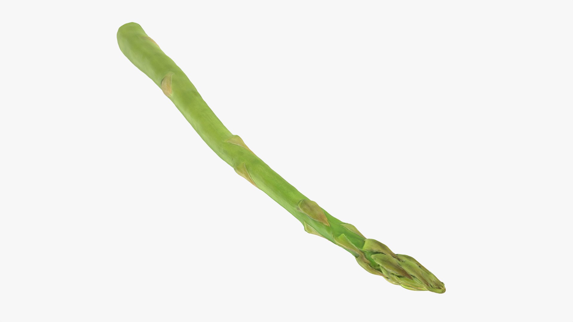 Asparagus 02 model https://p.turbosquid.com/ts-thumb/yJ/djhQ6c/d6/asparagus02_0010/png/1759742143/1920x1080/fit_q87/3bd327c5854b34fe99f05f5a0b4294d14f48114f/asparagus02_0010.jpg