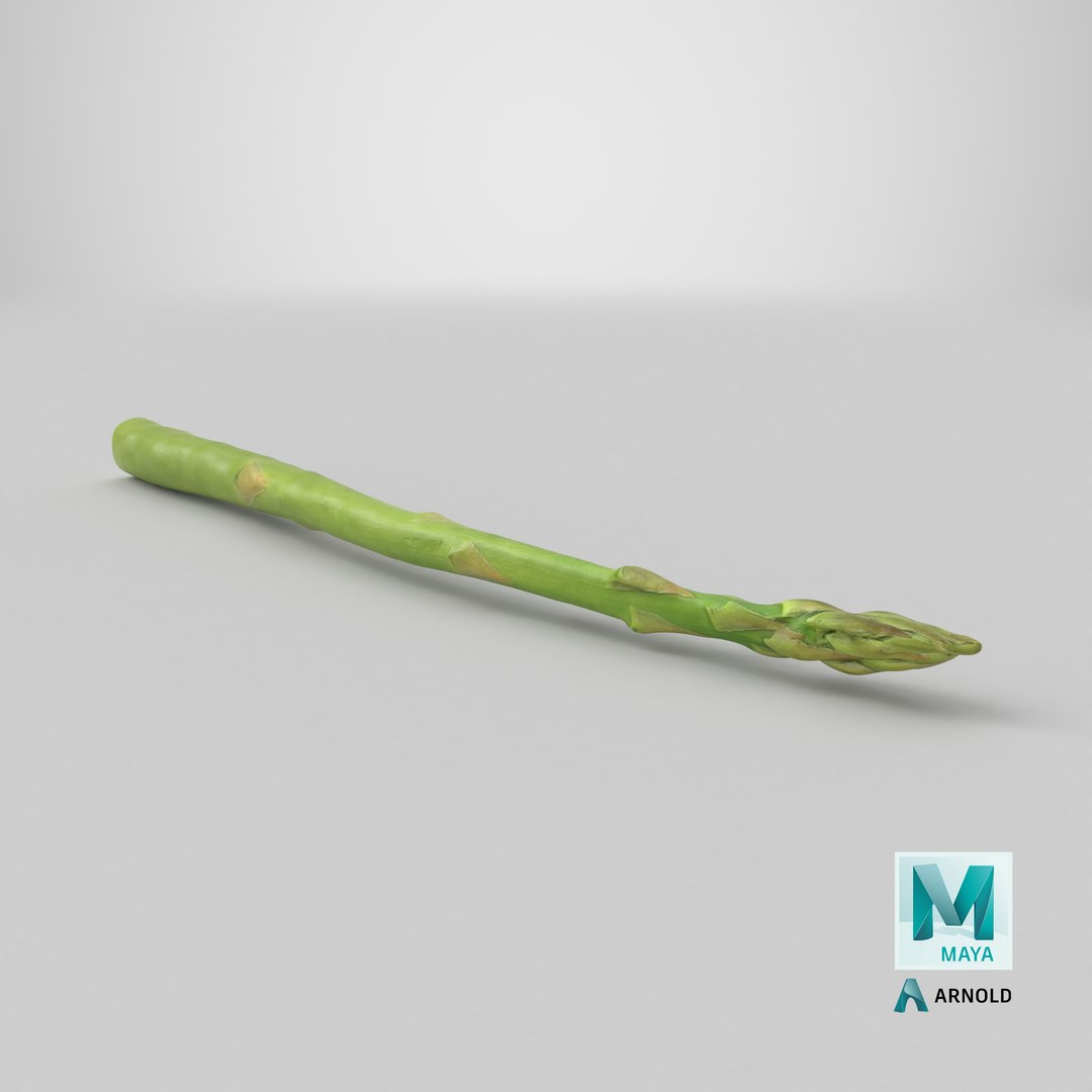 Asparagus 02 model https://p.turbosquid.com/ts-thumb/yJ/djhQ6c/hV/stemcell_maya_arnold_render/png/1760634426/1920x1080/fit_q87/0edf62307cf08653ea2cc924aec25be50cf8916e/stemcell_maya_arnold_render.jpg