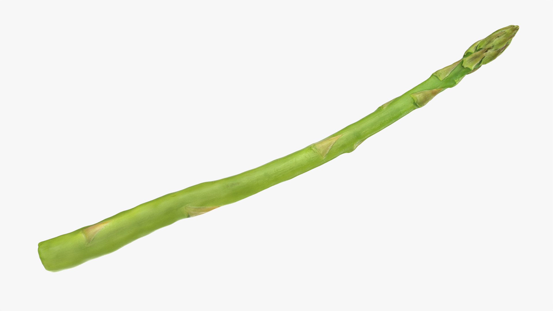 Asparagus 02 model https://p.turbosquid.com/ts-thumb/yJ/djhQ6c/iO/asparagus02_0007/png/1759742139/1920x1080/fit_q87/5c0f6501c6b2f39b75597d519bee189777909942/asparagus02_0007.jpg