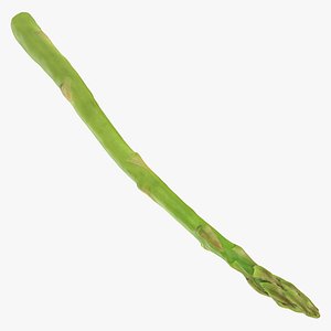 Asparagus 02 model
