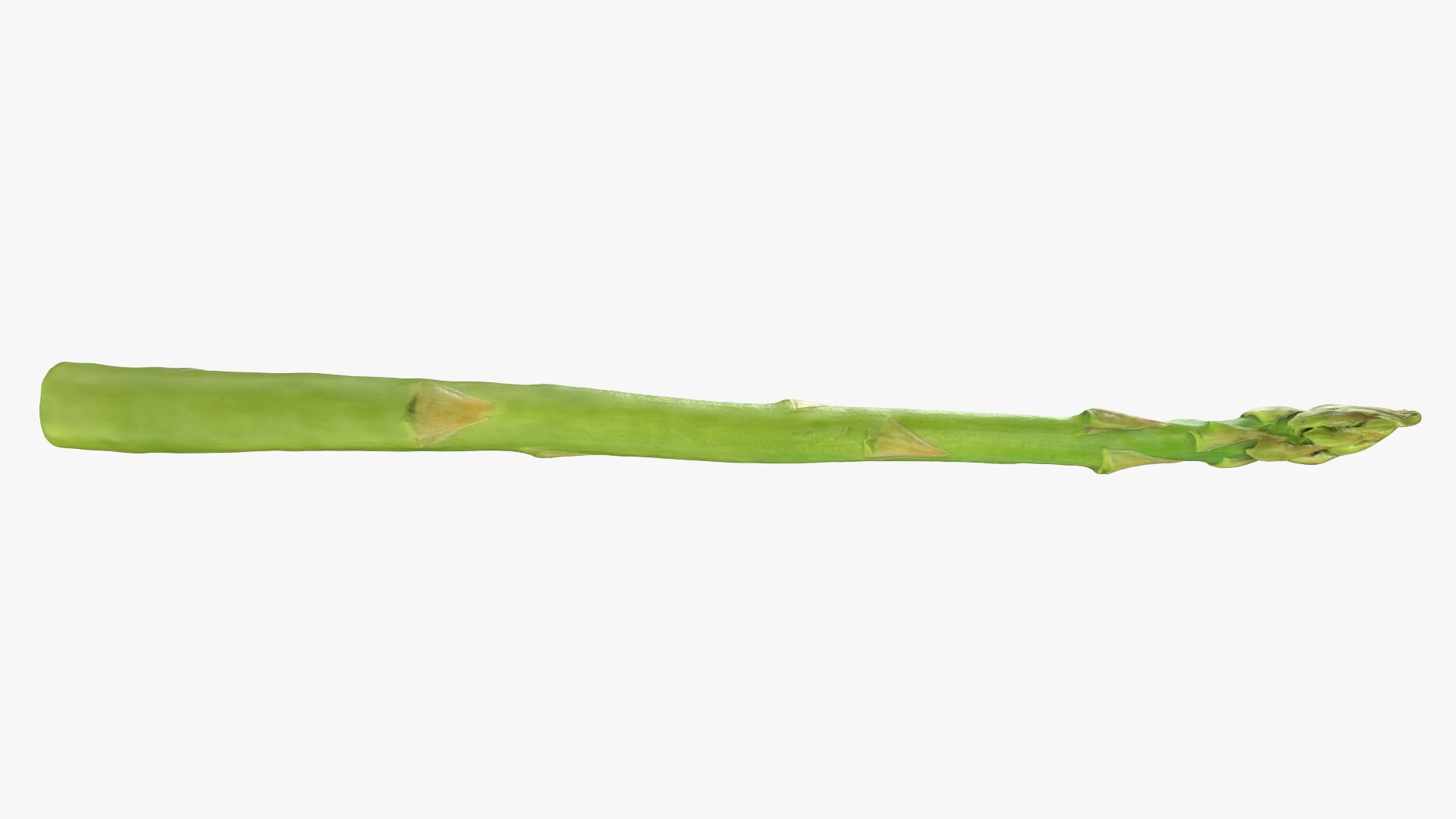 Asparagus 02 model https://p.turbosquid.com/ts-thumb/yJ/djhQ6c/uf/asparagus02_0011/png/1759742144/1920x1080/fit_q87/47028265b8f5c94282ce5918a640e8630d916377/asparagus02_0011.jpg