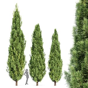 Mediterranean Cypress 3Trees 3D