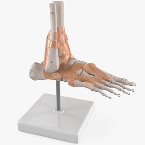 Human Ankle Skeleton Model with Visible Tendons 3D