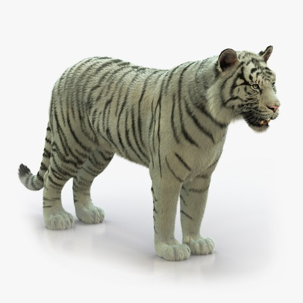 WHITE BENGAL TIGER ANIMATED XGEN-CORE model