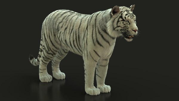 Bengal Tiger 3D Animal Model