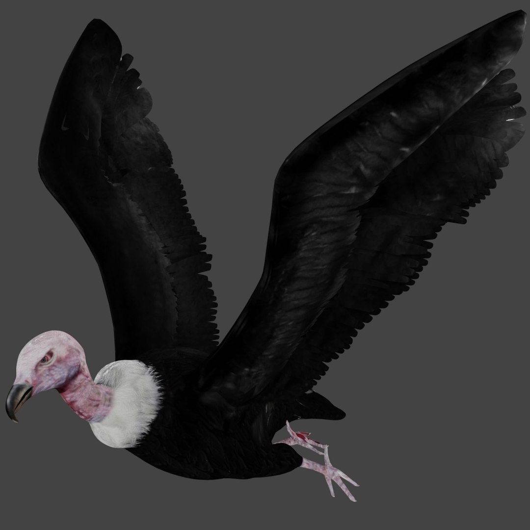 different version vulture 3D https://p.turbosquid.com/ts-thumb/yJ/sRN2Iu/7X/b1/jpg/1609009093/1920x1080/fit_q87/37f93d1fd7ea3b4aa0752c5b27251568607ff260/b1.jpg