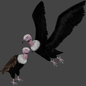 Two different version of vulture flying and sitting bird collection rigged and low poly