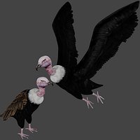 Two different version of vulture flying and sitting bird collection rigged and low poly