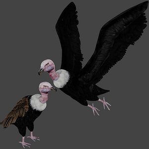 Two different version of vulture flying and sitting bird collection rigged and low poly
