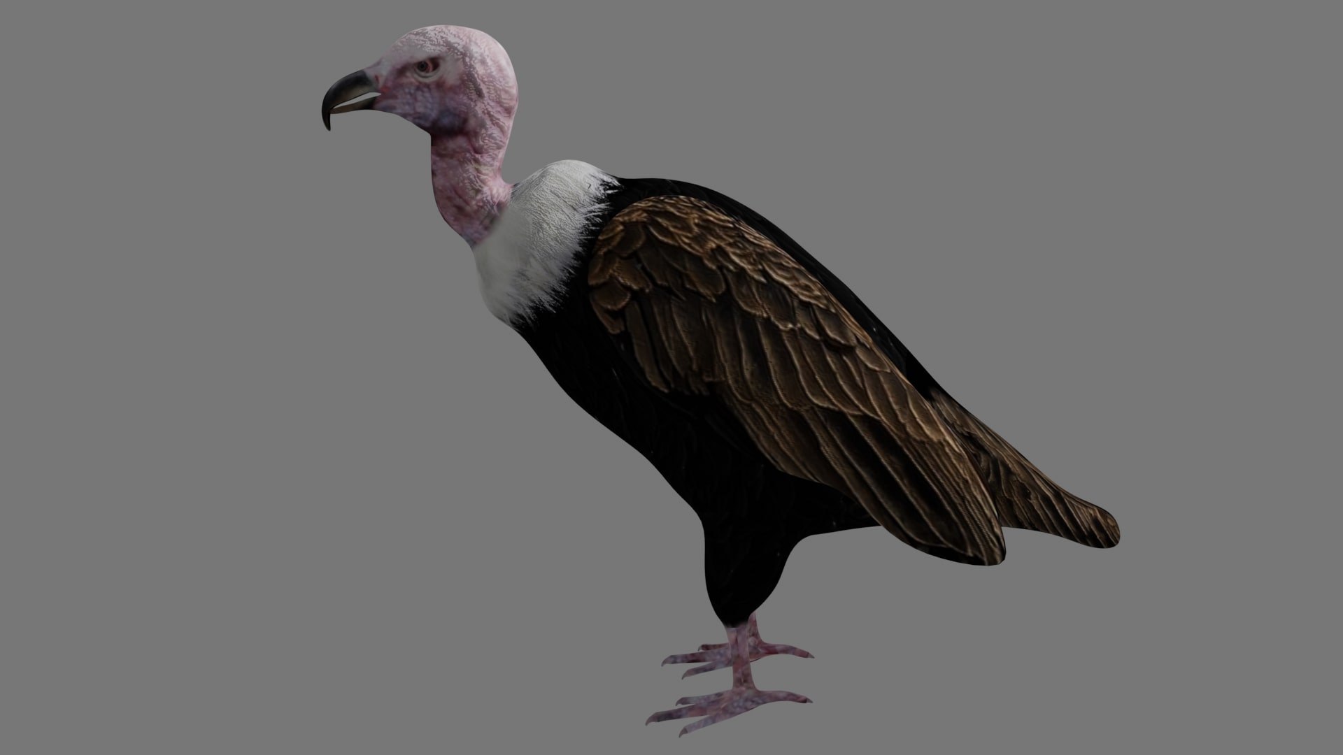 different version vulture 3D https://p.turbosquid.com/ts-thumb/yJ/sRN2Iu/XV/a5/jpg/1609009086/1920x1080/fit_q87/b0d2a0bc1c27060a821054bf29a7a57a4001c759/a5.jpg