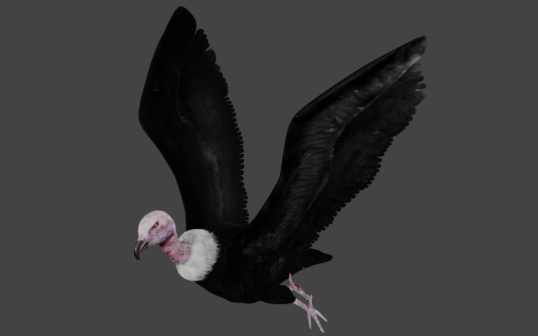different version vulture 3D https://p.turbosquid.com/ts-thumb/yJ/sRN2Iu/fB/b2/jpg/1609009093/1920x1080/fit_q87/b5edefd1ea01808f9fd807169cebdfc7f229c4ab/b2.jpg
