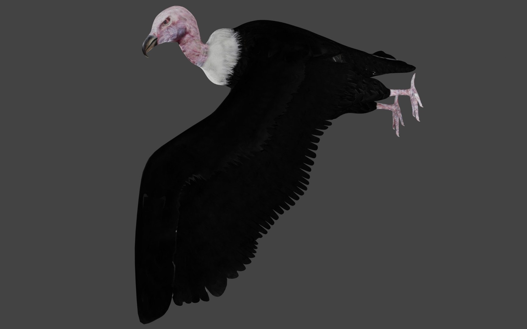 different version vulture 3D https://p.turbosquid.com/ts-thumb/yJ/sRN2Iu/ia/b4/jpg/1609009095/1920x1080/fit_q87/05a24d721f970b8bd3ad0403600e5c188834c9d5/b4.jpg