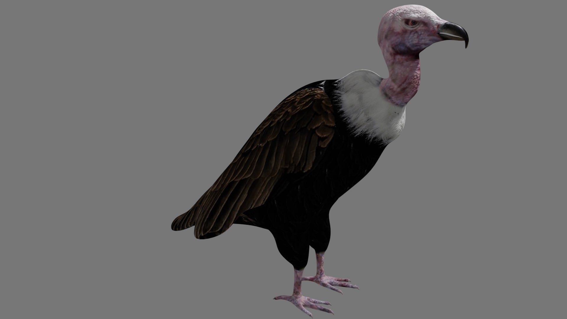 different version vulture 3D https://p.turbosquid.com/ts-thumb/yJ/sRN2Iu/vW/a6/jpg/1609009087/1920x1080/fit_q87/5592c4c1637d1daa15b37d42106ee939febb4fe9/a6.jpg