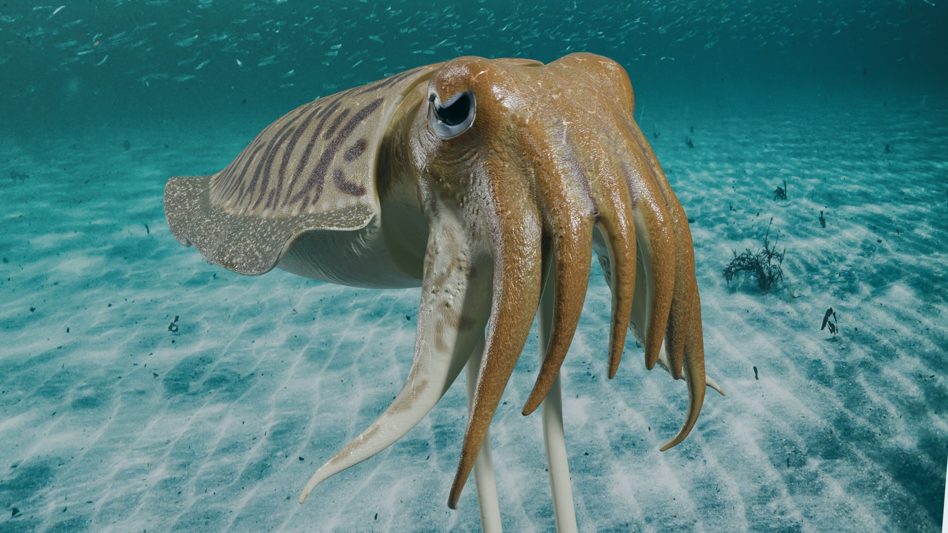 Cuttlefish rigged 3D model https://p.turbosquid.com/ts-thumb/yK/Q42JsB/GR/1/png/1769179418/1920x1080/fit_q87/63752460fecdbfddf5b0d4f30704d47410293835/1.jpg