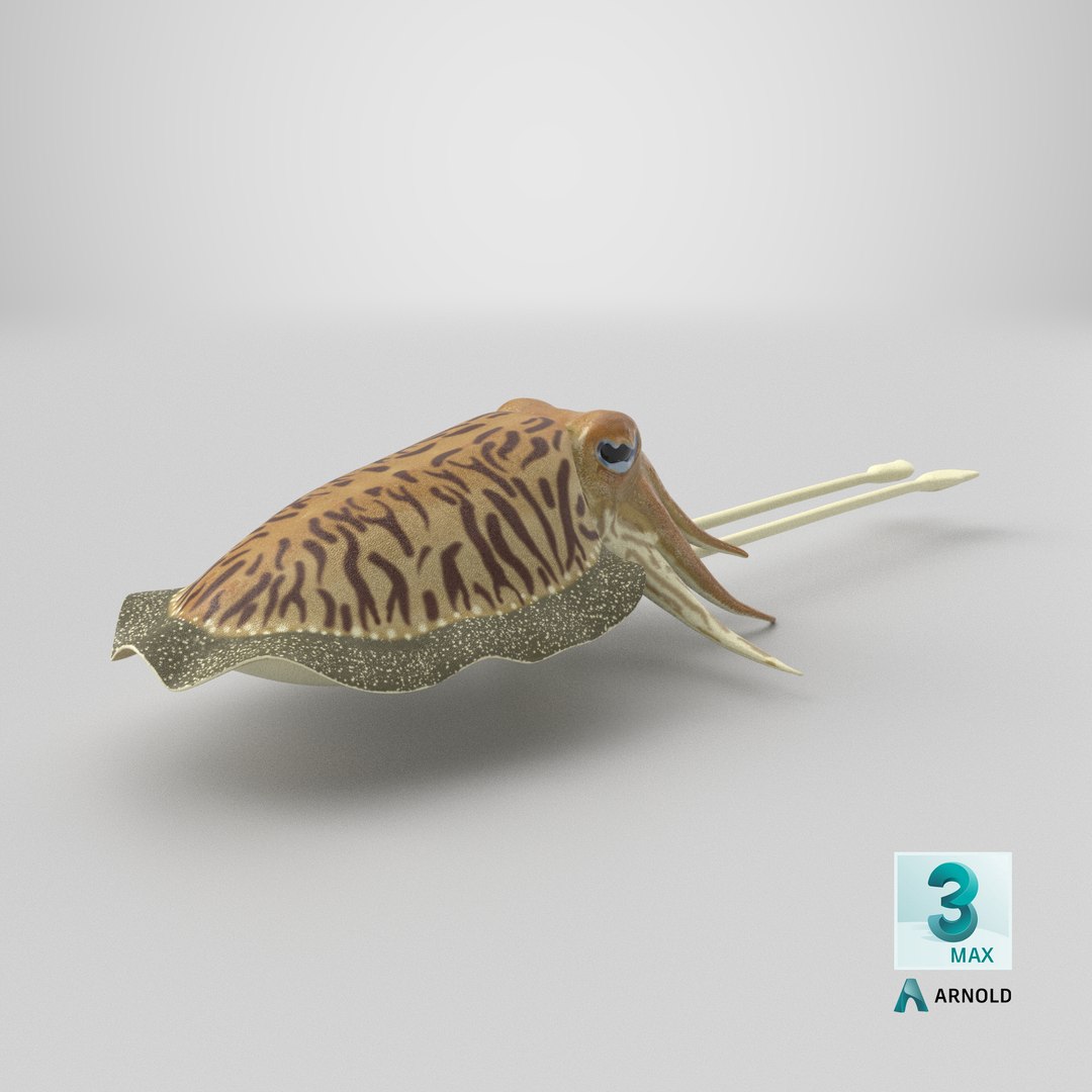 Cuttlefish rigged 3D model https://p.turbosquid.com/ts-thumb/yK/Q42JsB/HI/stemcell_max_arnold_render/png/1769460725/1920x1080/fit_q87/4afe1f74f15696722219431b69da2203b6c96e23/stemcell_max_arnold_render.jpg
