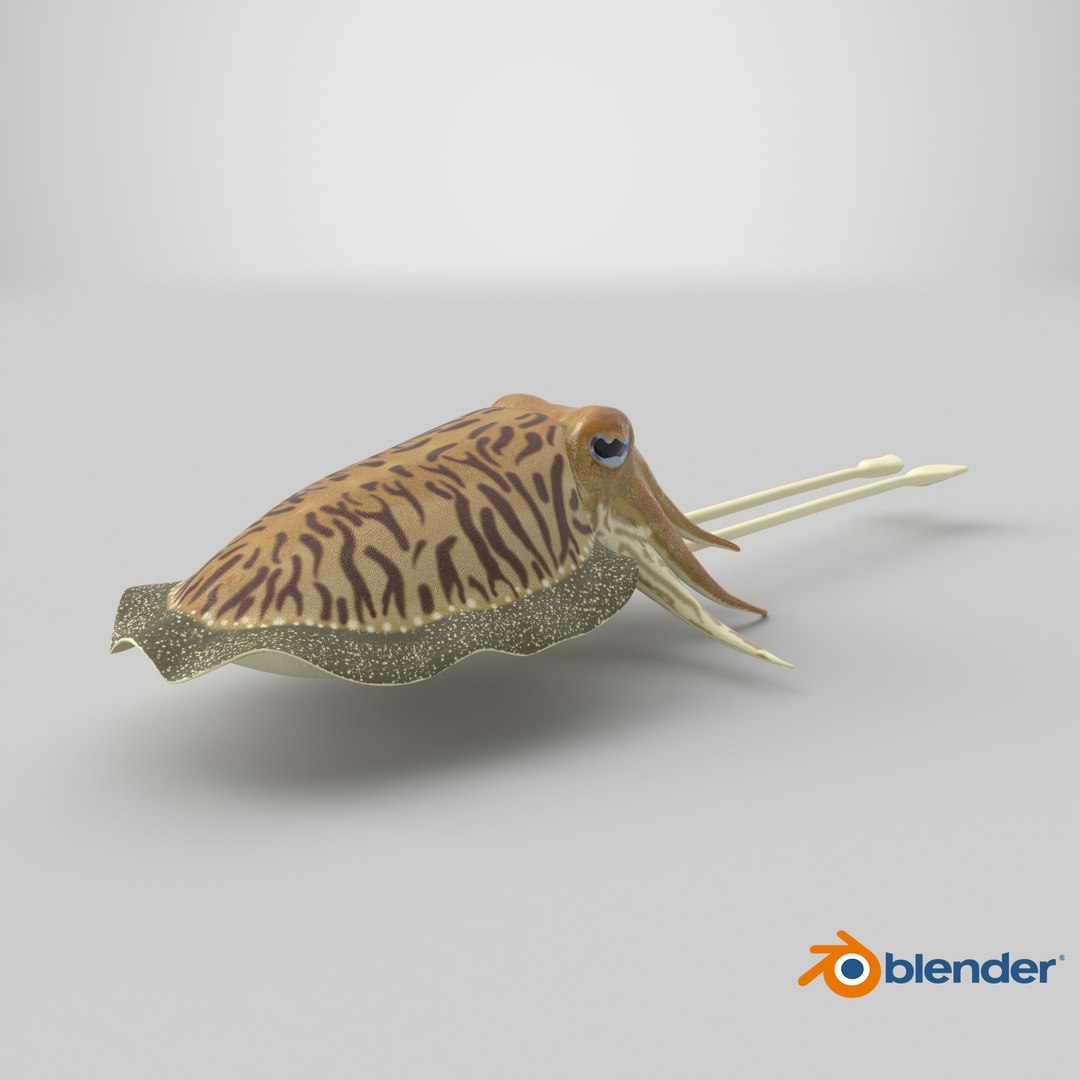 Cuttlefish rigged 3D model https://p.turbosquid.com/ts-thumb/yK/Q42JsB/Iu/stemcell_blender_cycles_render/png/1769460714/1920x1080/fit_q87/9380a350c5bbb85e7ecd3443bb741f1e6b823ec0/stemcell_blender_cycles_render.jpg