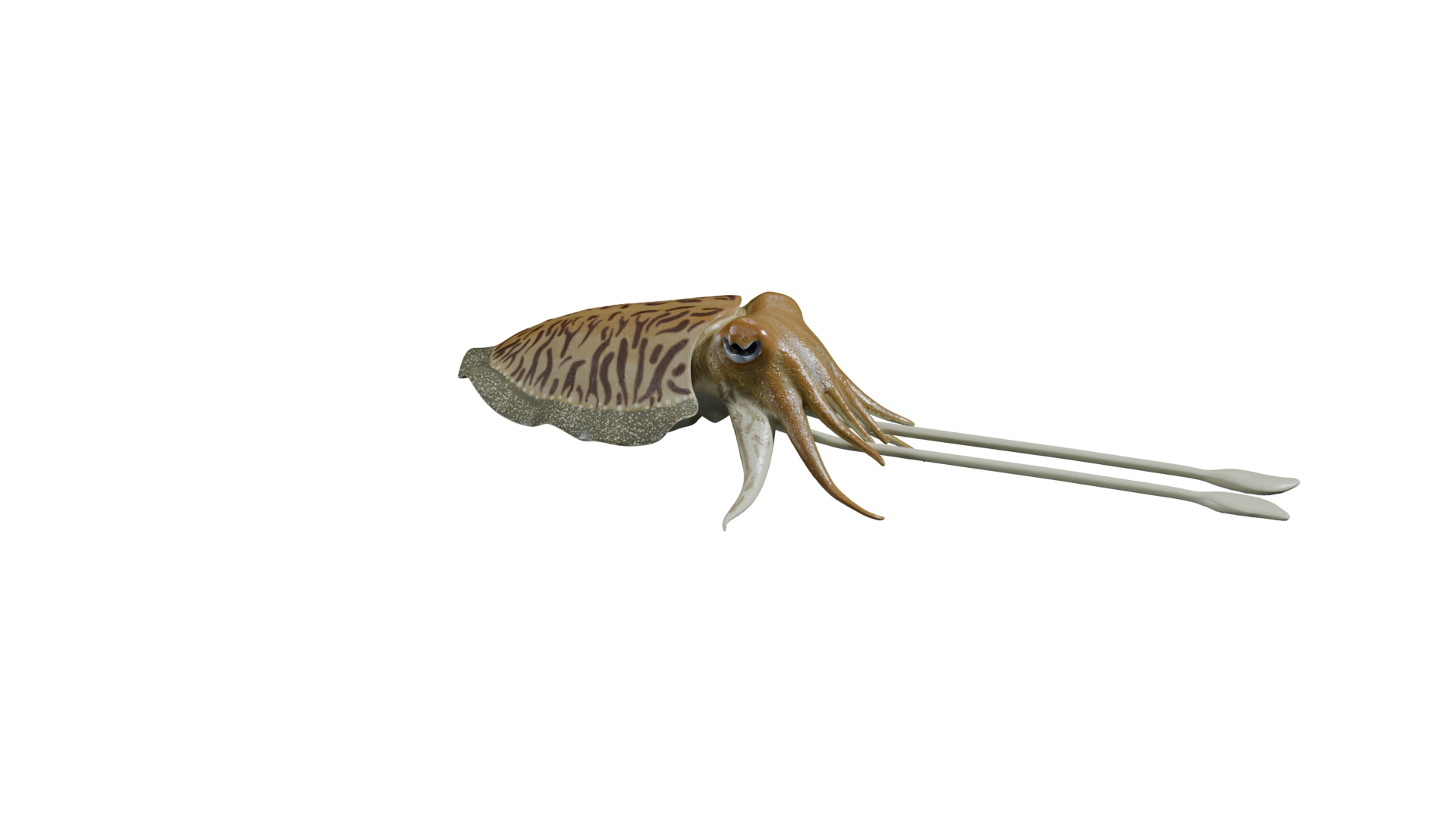 Cuttlefish rigged 3D model https://p.turbosquid.com/ts-thumb/yK/Q42JsB/RL/cuttlefish/png/1769179318/1920x1080/turn_fit_q99/9a10d957415f816f3411bc793727ed8d8d5e6575/cuttlefish-1.jpg