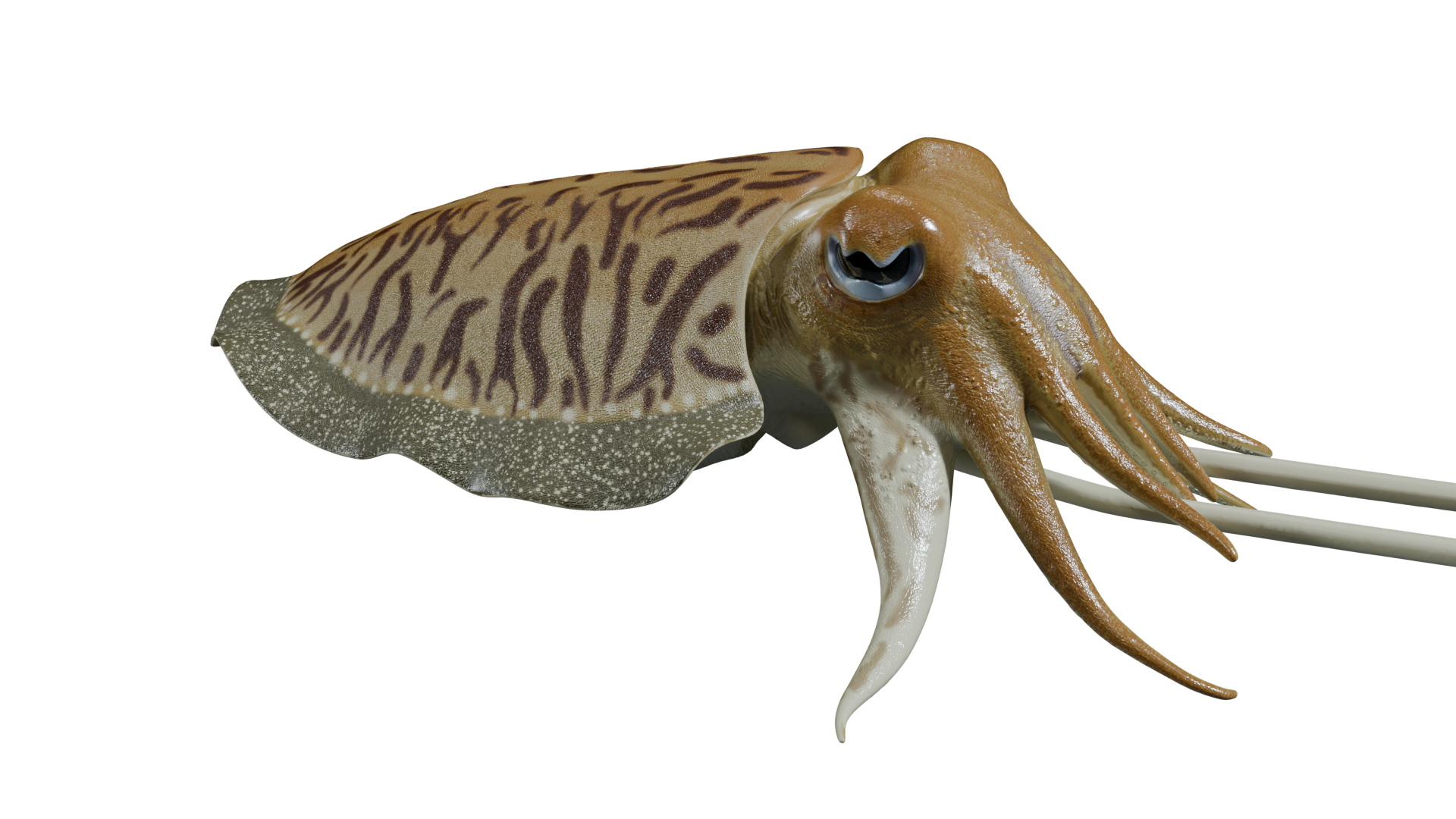 Cuttlefish rigged 3D model https://p.turbosquid.com/ts-thumb/yK/Q42JsB/Va/cuttlefish/png/1769179177/1920x1080/turn_fit_q99/91d807126a7bd043482826fb853502bfc86d1746/cuttlefish-1.jpg