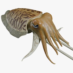 Cuttlefish rigged 3D model