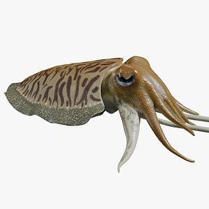 Cuttlefish rigged 3D model