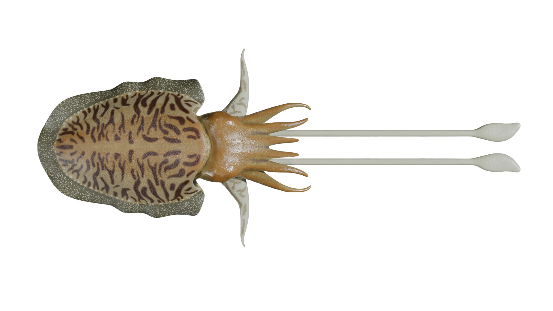 Cuttlefish rigged 3D model https://p.turbosquid.com/ts-thumb/yK/Q42JsB/eP/4/png/1769179400/1920x1080/fit_q87/e1229c7fa58eda3764743f3bb43e67f97d24828d/4.jpg