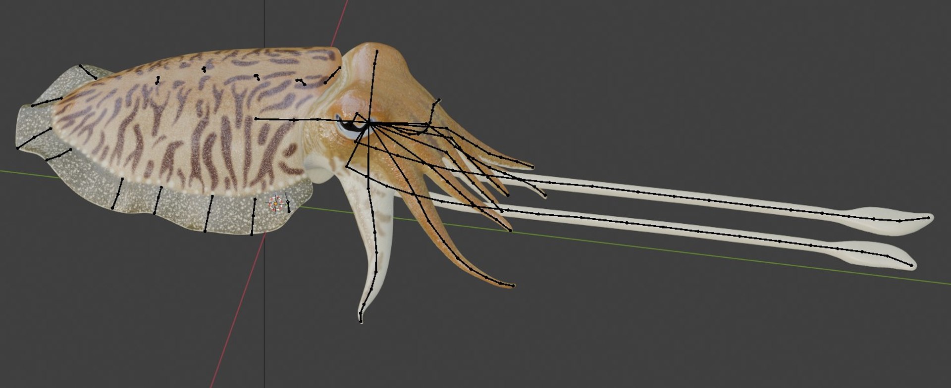 Cuttlefish rigged 3D model https://p.turbosquid.com/ts-thumb/yK/Q42JsB/j9/rig/jpg/1769179403/1920x1080/fit_q87/83893baf0a219a7846ff62c788ddd5a9eef85340/rig.jpg