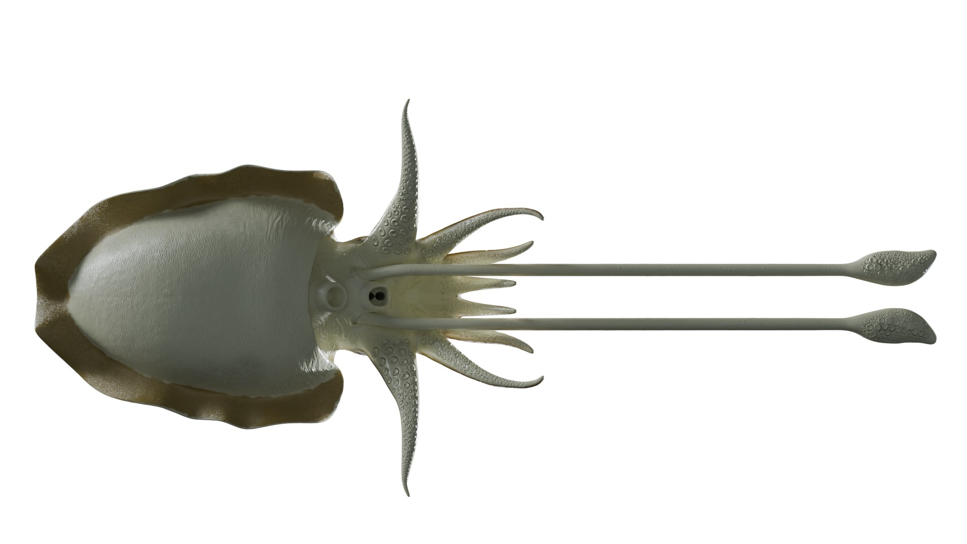 Cuttlefish rigged 3D model https://p.turbosquid.com/ts-thumb/yK/Q42JsB/jd/5/png/1769179404/1920x1080/fit_q87/e25a2e5d075f1885ec29500e12dec0c0b8bd5cc3/5.jpg