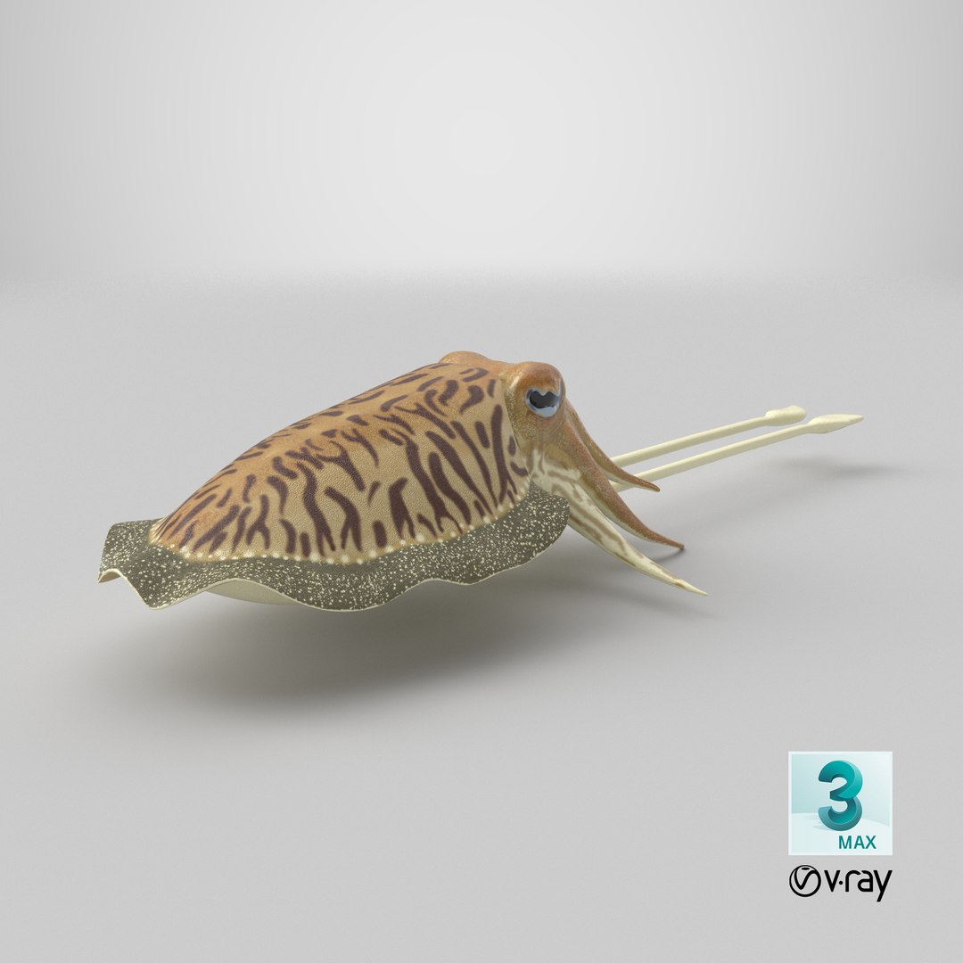Cuttlefish rigged 3D model https://p.turbosquid.com/ts-thumb/yK/Q42JsB/me/stemcell_max_vray_render/png/1769460723/1920x1080/fit_q87/47521348d4c324359ec3f976785e00282d2f5780/stemcell_max_vray_render.jpg