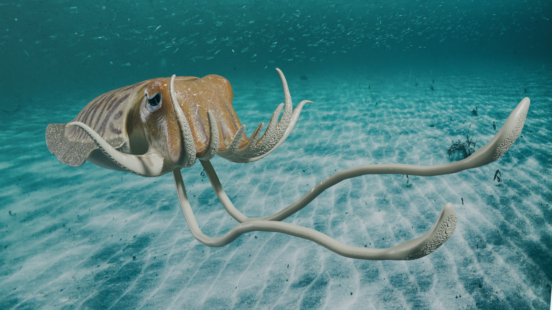 Cuttlefish rigged 3D model https://p.turbosquid.com/ts-thumb/yK/Q42JsB/n0/6/png/1769179405/1920x1080/fit_q87/7a53e795f576ffe8d3375e470f09c52acaa5f518/6.jpg