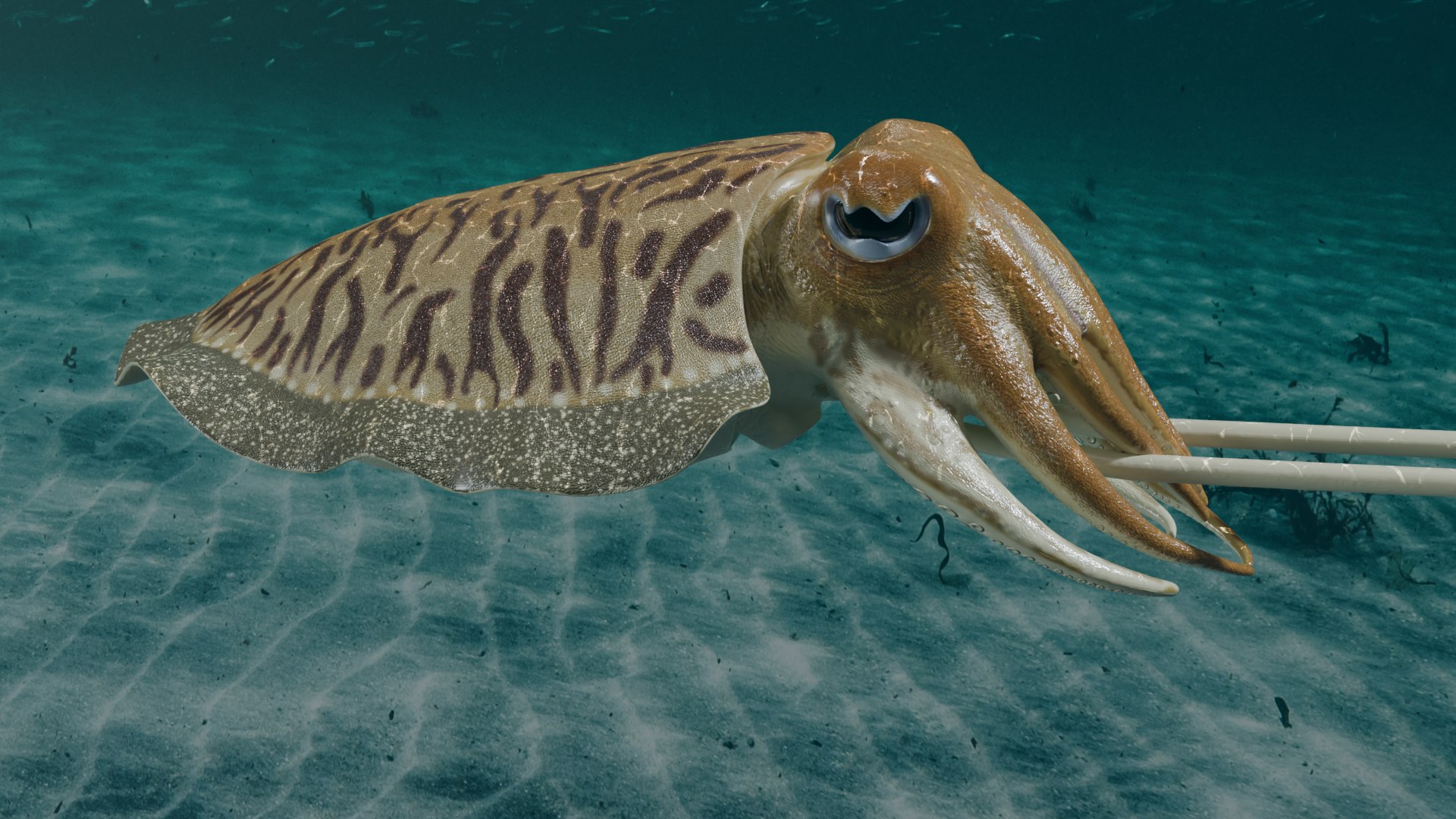 Cuttlefish rigged 3D model https://p.turbosquid.com/ts-thumb/yK/Q42JsB/p0/2/png/1769179420/1920x1080/fit_q87/3adc148af1de155370d8dd94b7bb5cb187599300/2.jpg