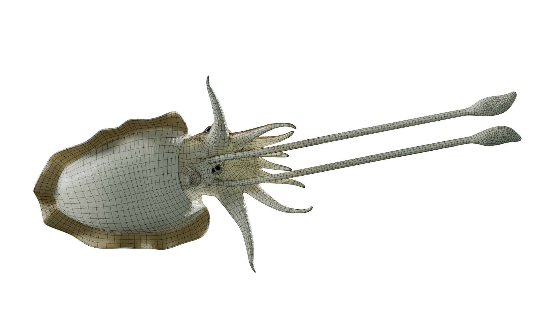 Cuttlefish rigged 3D model https://p.turbosquid.com/ts-thumb/yK/Q42JsB/qR/wire1/png/1769179413/1920x1080/fit_q87/185508f7746a4596de9b6c98deb18f583d84186e/wire1.jpg