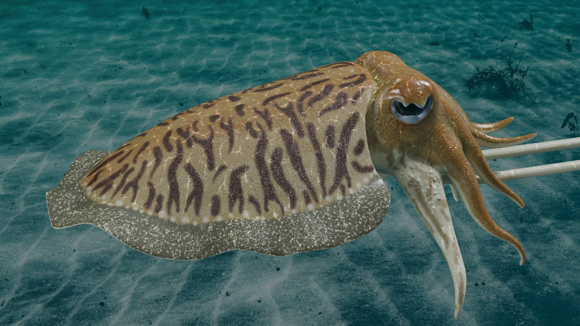 Cuttlefish rigged 3D model https://p.turbosquid.com/ts-thumb/yK/Q42JsB/yQ/3/png/1769179403/1920x1080/fit_q87/66e2ed5a796def4fae4d81e6594af6b9e3ae69eb/3.jpg