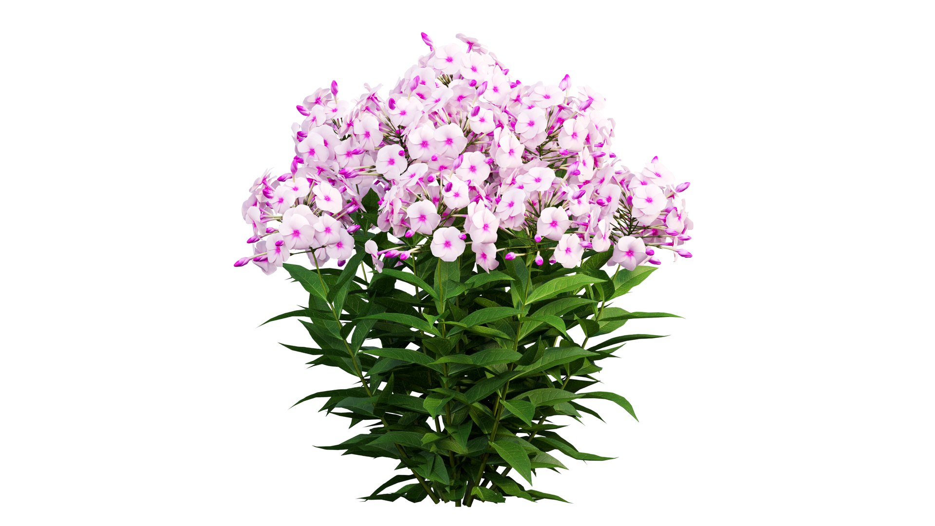 Phlox paniculata frame white eye 02 3D - TurboSquid 1965509