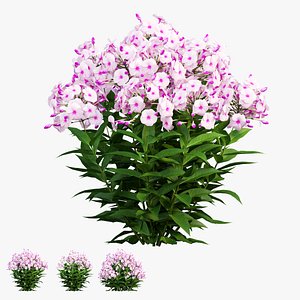 Phlox paniculata  frame white eye 02 3D