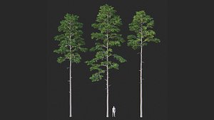 3D Pine 01 Set 01