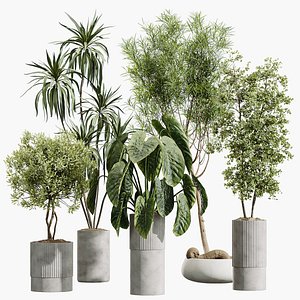 AV Indoor Plants Set 445 Wilsonii Chemlali Olive Cunjevoi Alocasia Ficus Marginata Dracaena Warnecki