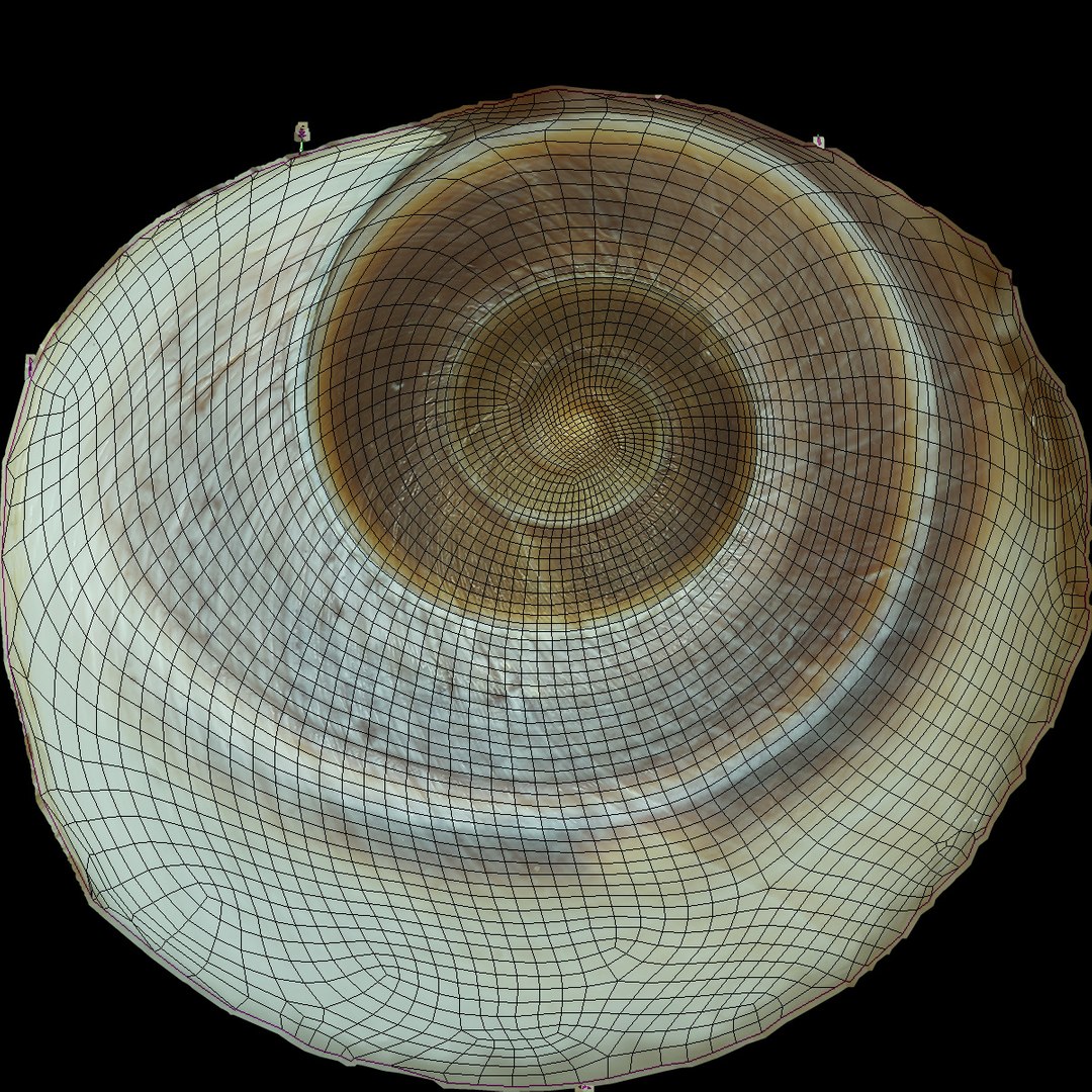 Sea Shell 3D Model - TurboSquid 1359849