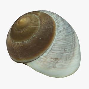 Shell 01