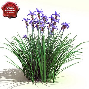 3ds max iris sibirica siberian