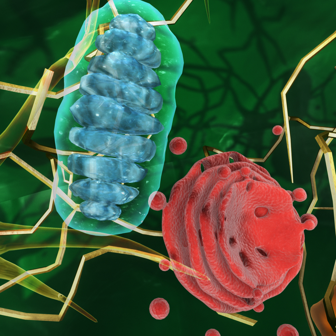 3d model plant cell