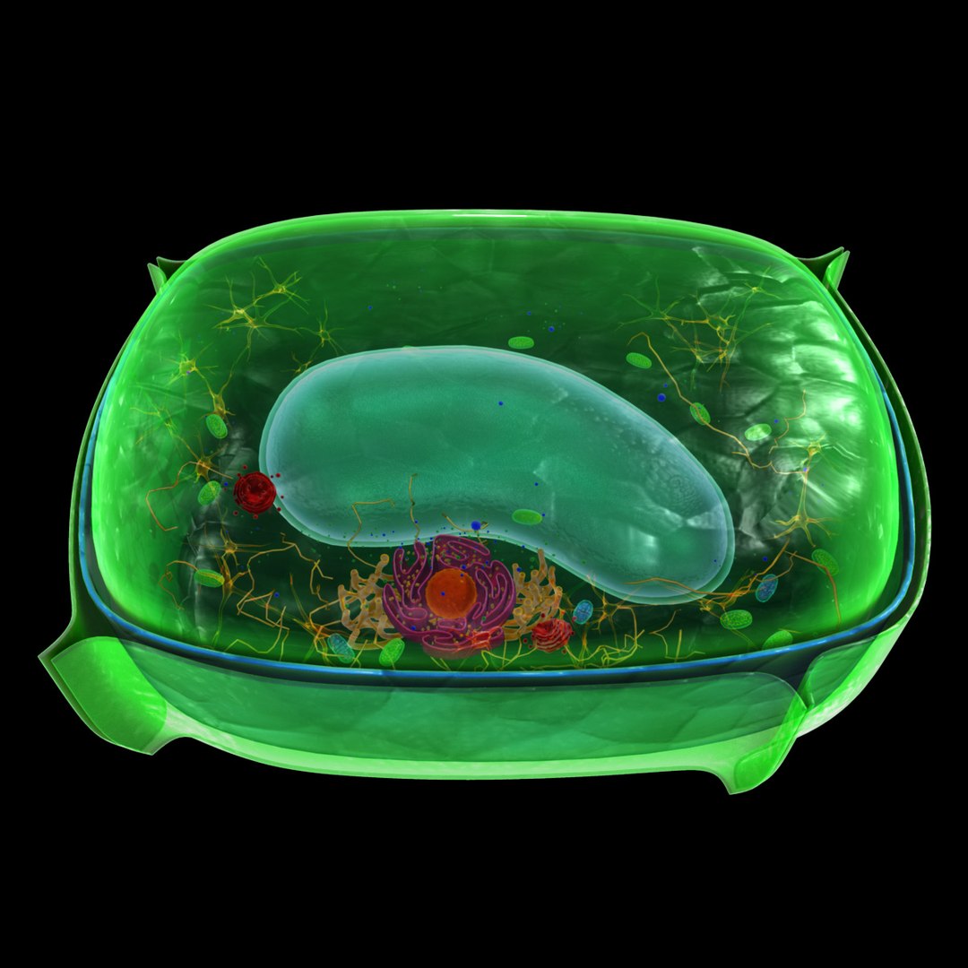 3d Model Plant Cell