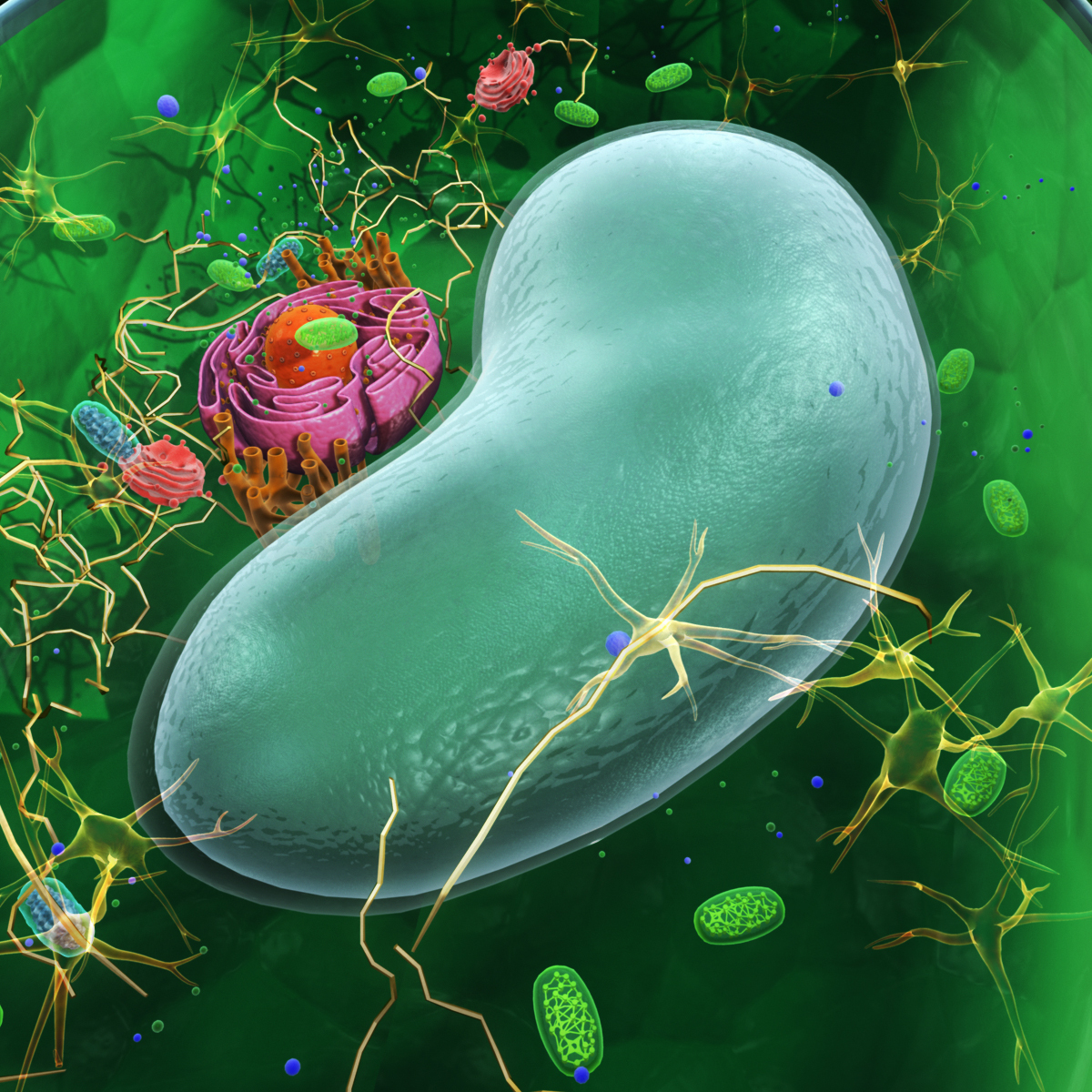 3d model plant cell